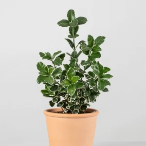 Arbusto evónimo japonés (Euonymus japonicus)