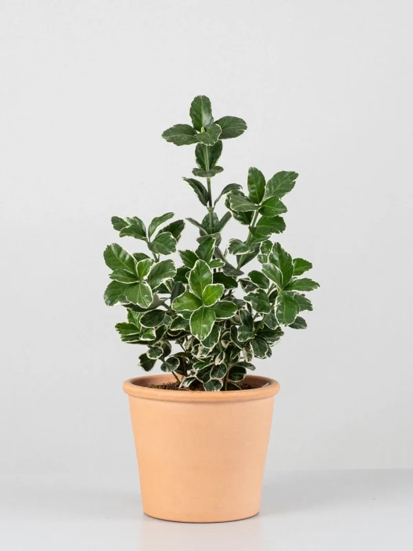 Arbusto evónimo japonés (Euonymus japonicus)