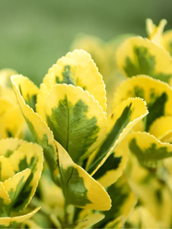 Arbusto evónimo japonés (Euonymus japonicus) - Imagen 4