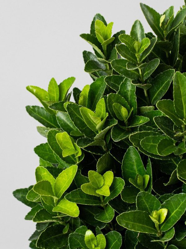 Arbusto evónimo japonés (Euonymus japonicus) - Imagen 2