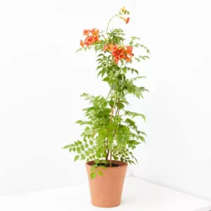 Bignonia capensis
