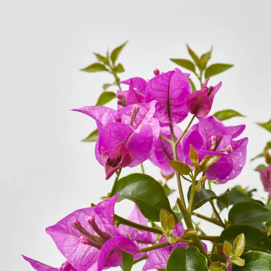 Comprar Buganvilla en bola baratas Buganvilla en bola - Imagen 2