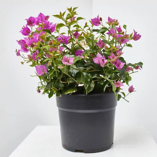Comprar Buganvilla en bola envio a domicilio Buganvilla en bola - Imagen 3