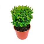 Buxus en bola (Buxus sempervirens)