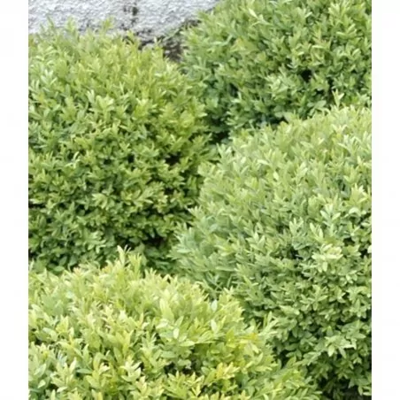 Comprar Buxus en bola Buxus sempervirens envio a domicilio Buxus en bola (Buxus sempervirens) - Imagen 2