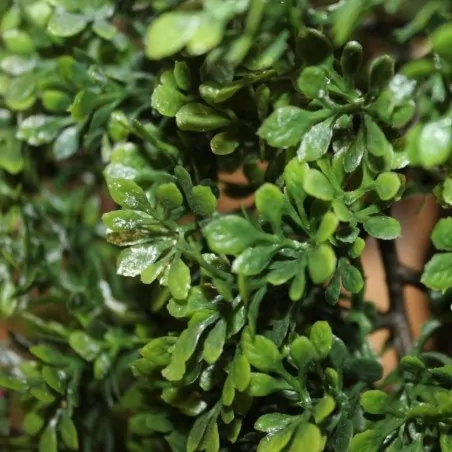 Comprar Buxus en bola Buxus sempervirens online Buxus en bola (Buxus sempervirens) - Imagen 3