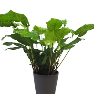 Calathea Network (Calathea musaica)