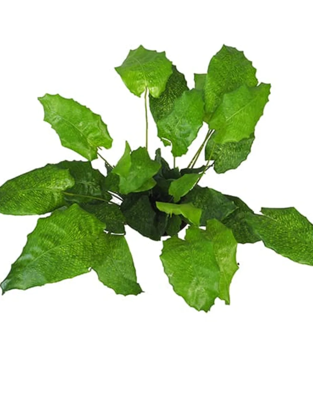 Comprar Calathea Network envio a domicilio Calathea Network (Calathea musaica) - Imagen 2