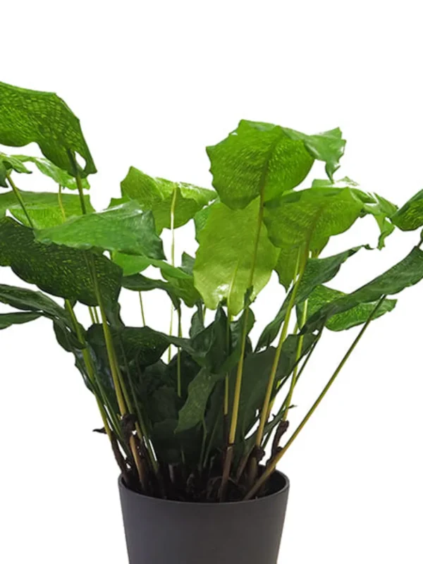 Comprar Calathea Network online Calathea Network (Calathea musaica) - Imagen 3