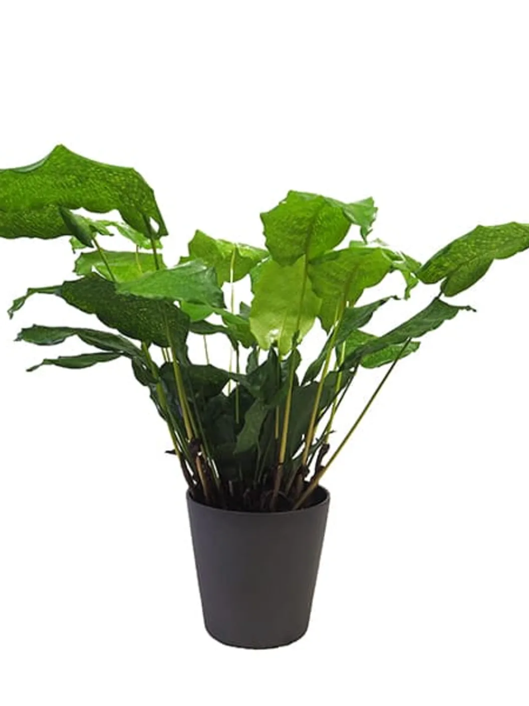 Comprar Calathea Network Calathea Network (Calathea musaica)