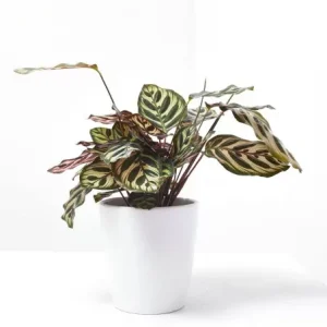 Calathea makoyana