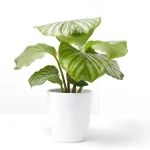 Calathea orbifolia