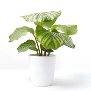 Calathea orbifolia