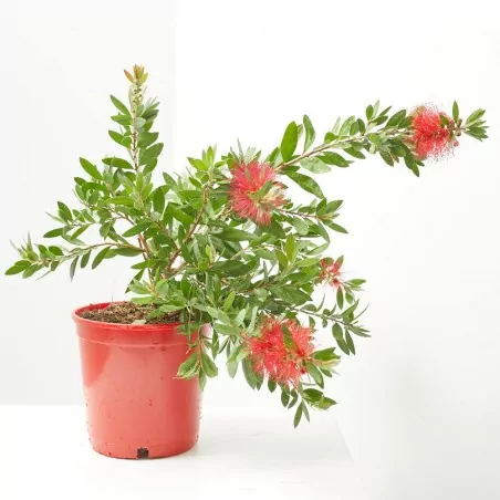 Comprar Callistemon laevis en maceta Callistemon laevis - Imagen 2