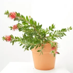 Callistemon laevis