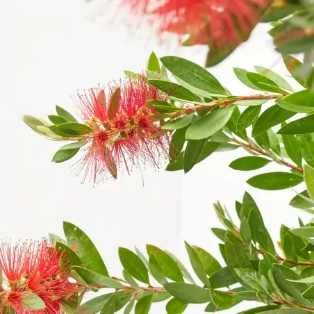 Comprar Callistemon laevis online con envio a domicilio Callistemon laevis - Imagen 3