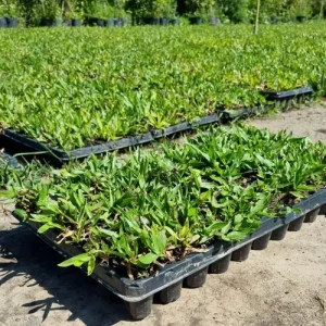 Césped natural en bandeja 30 unidades