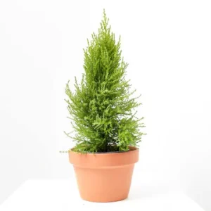 Ciprés goldcrest (Cupressus macrocarpa 'Goldcrest')