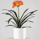 Clivia miniata