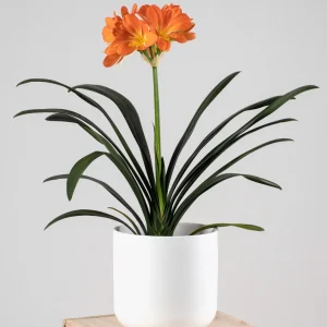 Clivia miniata