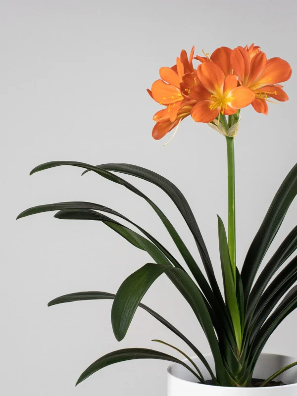 Clivia miniata - Imagen 2