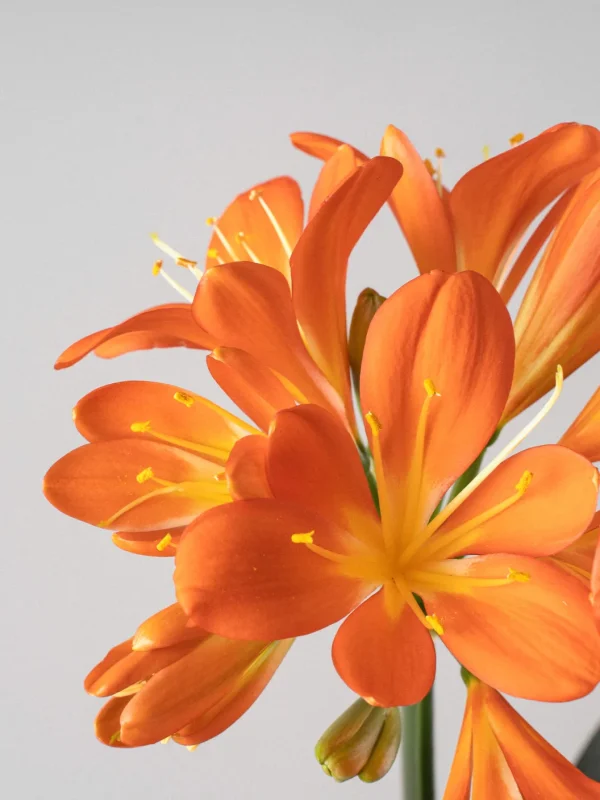 Clivia miniata - Imagen 3