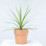 Cordyline amarilla (Cordyline fruticosa 'Yellow')