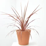 Cordyline rosa (Cordyline fruticosa 'Pink')