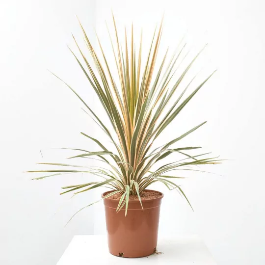 Comprar Cordyline rosa envio a domicilio Cordyline rosa (Cordyline fruticosa 'Pink') - Imagen 2