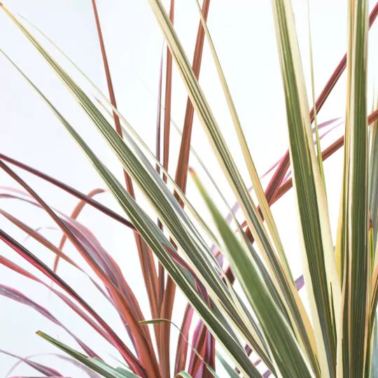 Comprar Cordyline rosa online Cordyline rosa (Cordyline fruticosa 'Pink') - Imagen 3