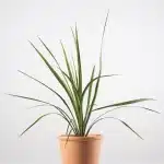 Cordyline verde (Cordyline indivisa)