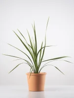 Cordyline verde (Cordyline indivisa)