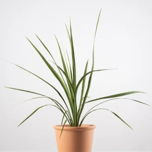 Cordyline verde (Cordyline indivisa)
