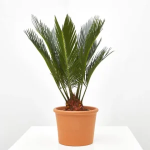 Cica (Cycas revoluta)