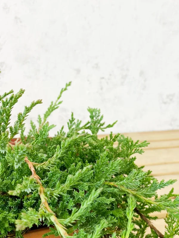 Comprar Enebro rastrero o Prince of Wales online Juniperus rastrero 'Prince of Wales' - Imagen 3