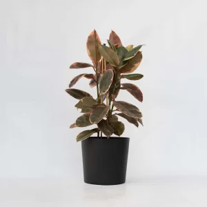Ficus belize (Ficus elastica 'Belize')