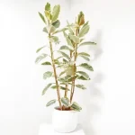 Ficus tineke (Ficus elastica 'Tineke')