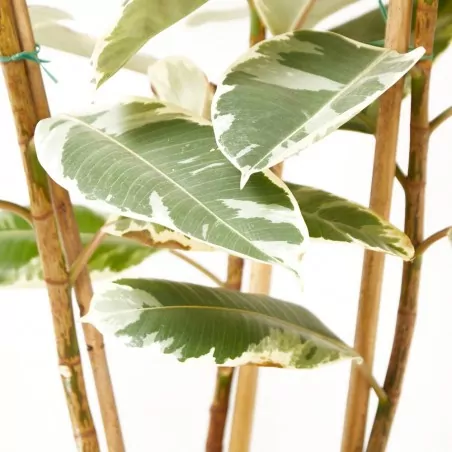 Comprar Ficus tineke envio a domicilio Ficus tineke (Ficus elastica 'Tineke') - Imagen 2