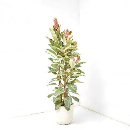 Comprar Ficus tineke online Ficus tineke (Ficus elastica 'Tineke') - Imagen 3