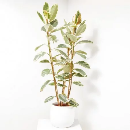Comprar Ficus tineke Ficus tineke (Ficus elastica 'Tineke')