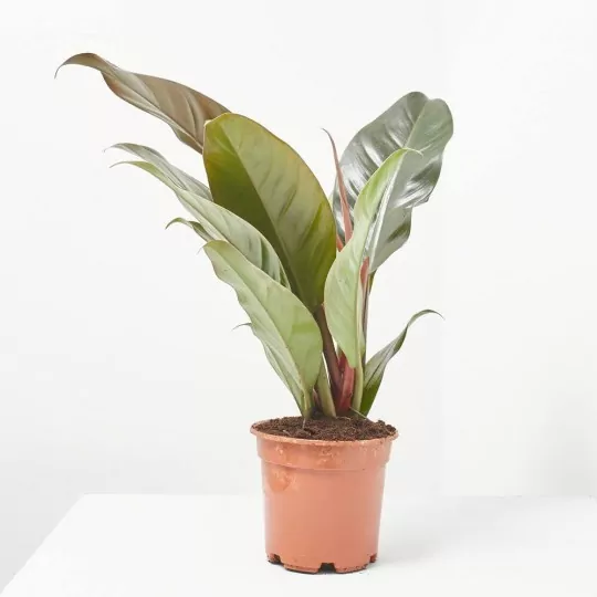 Comprar Filodendro rojo envio a domicilio Filodendro rojo (Philodendron 'Red Congo') - Imagen 2