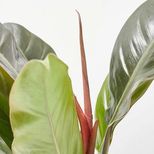Comprar Filodendro rojo Filodendro rojo (Philodendron 'Red Congo') - Imagen 3