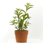 Galán de Noche (Cestrum nocturnum)