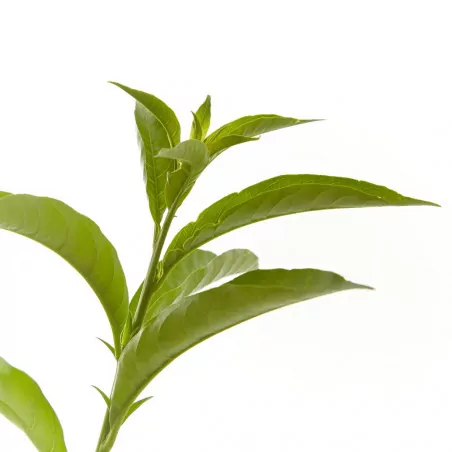 Comprar Galan de Noche envio a domicilio Galán de Noche (Cestrum nocturnum) - Imagen 2