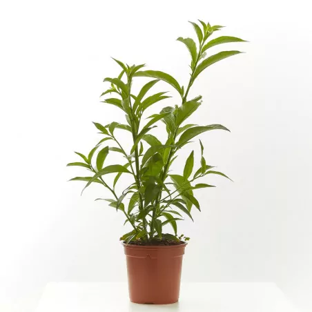 Comprar Galan de Noche online Galán de Noche (Cestrum nocturnum) - Imagen 3