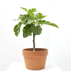 Higuera (Ficus carica)