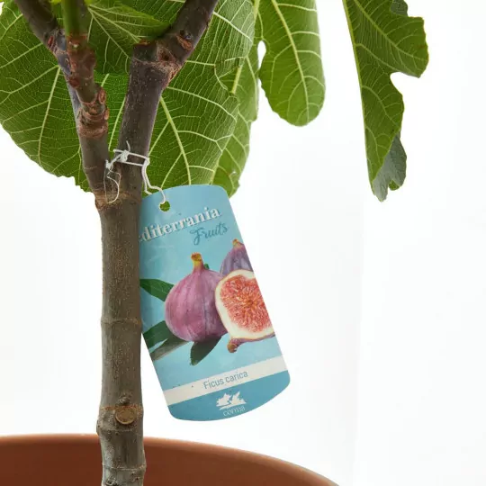 Comprar HIGUERA MEDITERRANEA barato Higuera (Ficus carica) - Imagen 2