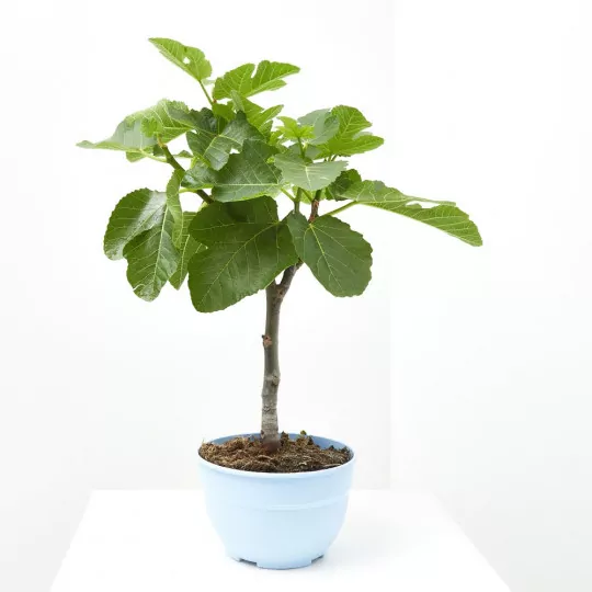 Comprar HIGUERA MEDITERRANEA envio a domicilio Higuera (Ficus carica) - Imagen 3