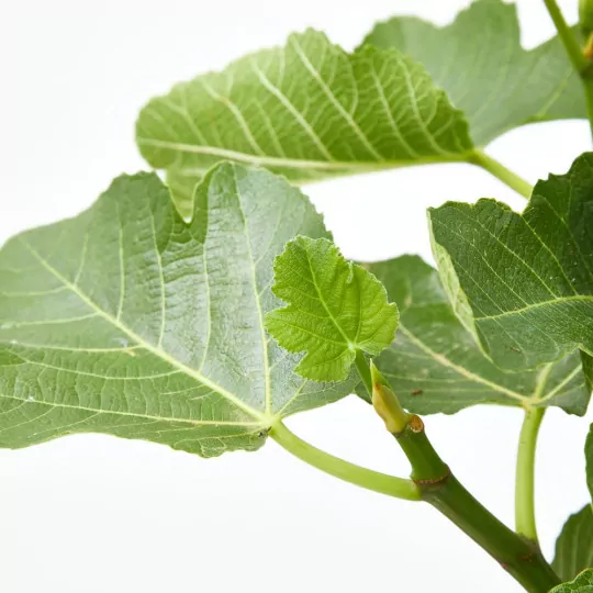 Comprar HIGUERA MEDITERRANEA online Higuera (Ficus carica) - Imagen 4