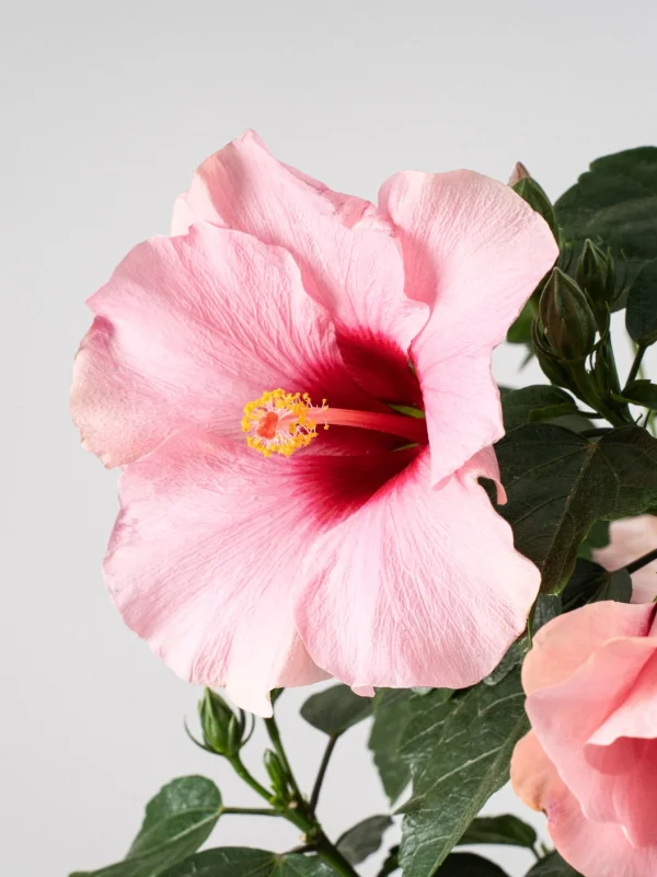 Hibiscus (Hibiscus rosa-sinensis) - Imagen 2